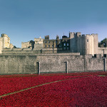 Poppy Sculpture Tower Of London UK 2014