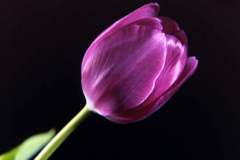 Spring Tulip